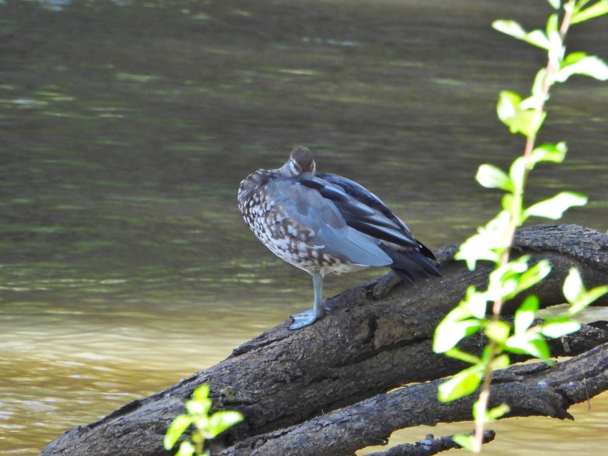 Maned Duck - ML615842645