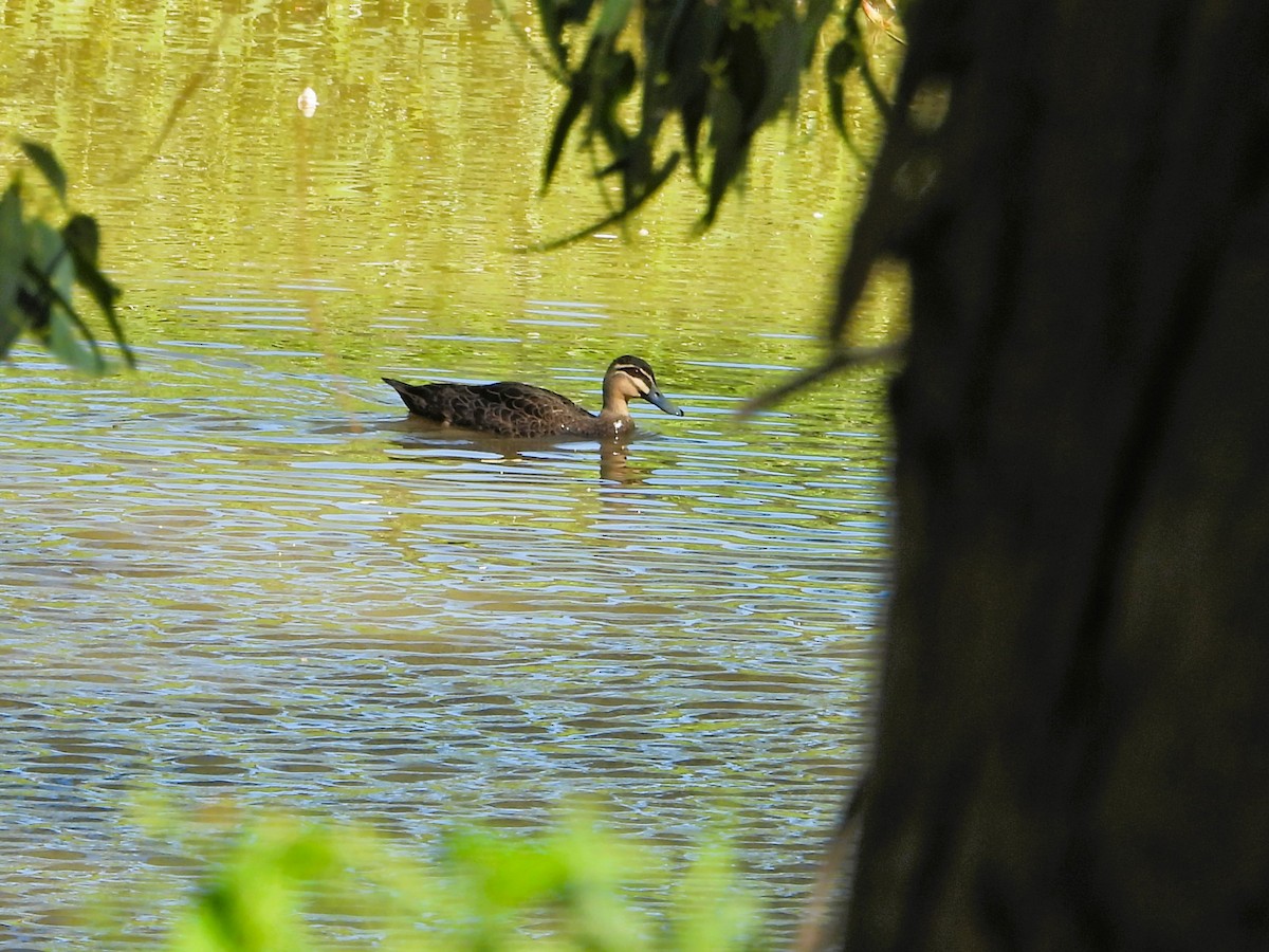 Pacific Black Duck - ML615842665