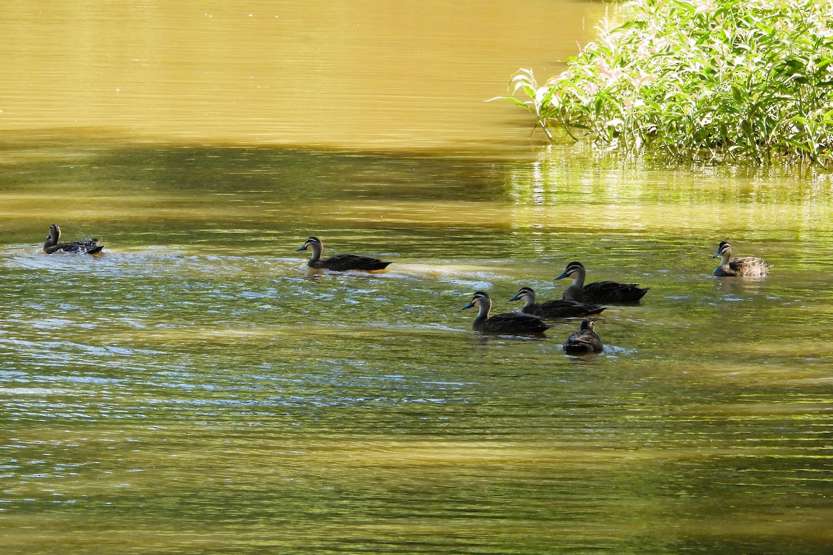 Pacific Black Duck - ML615842666