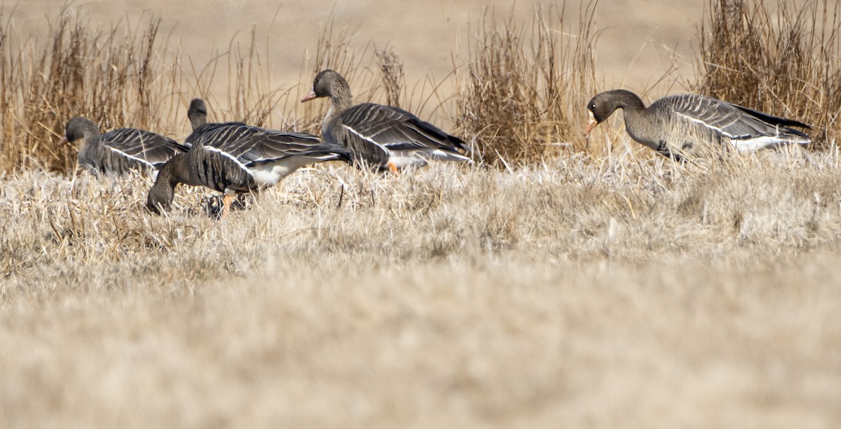 Greater White-fronted Goose - ML615842669