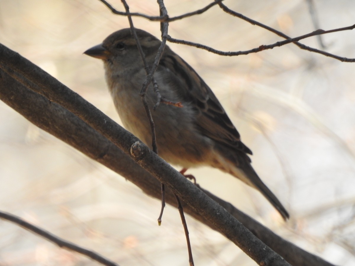 House Sparrow - Victoria Vosburg