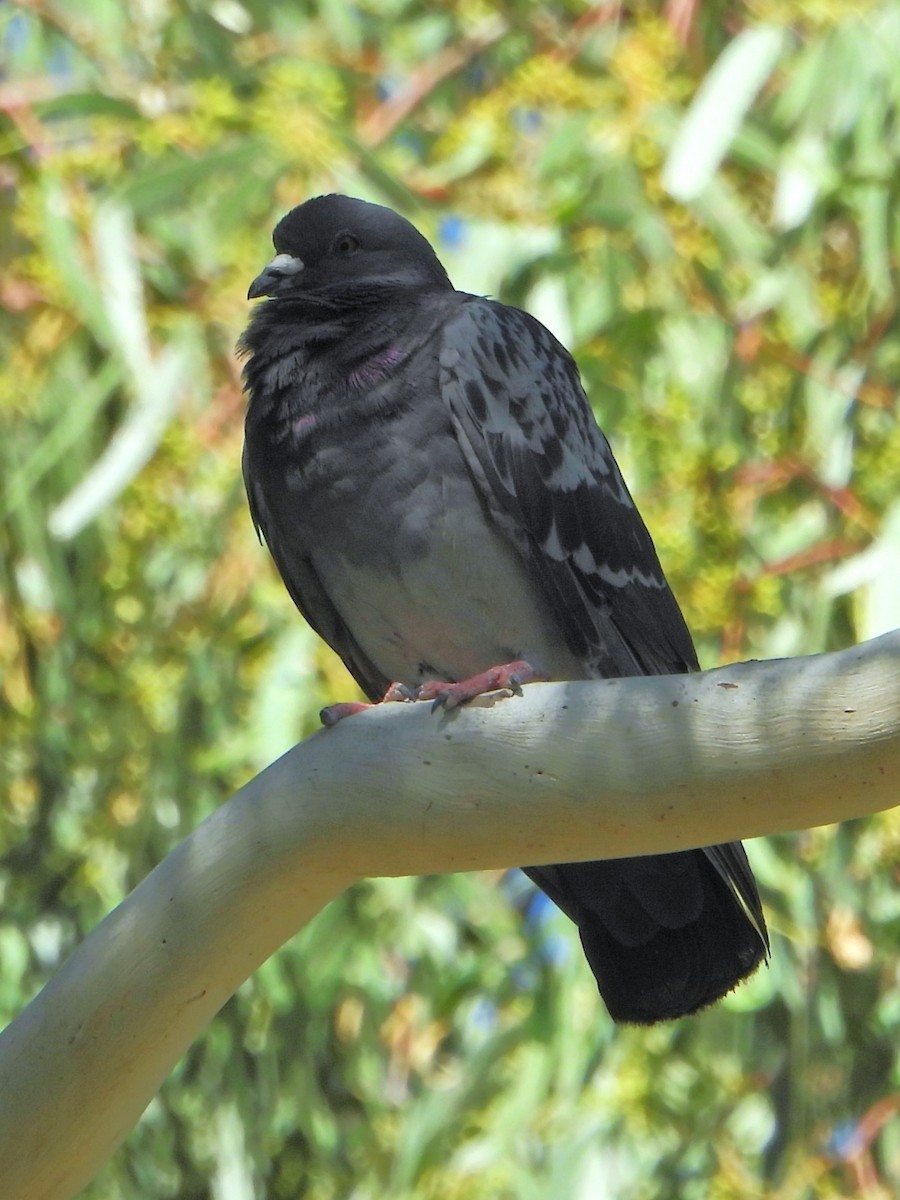 Rock Pigeon (Feral Pigeon) - ML615842691