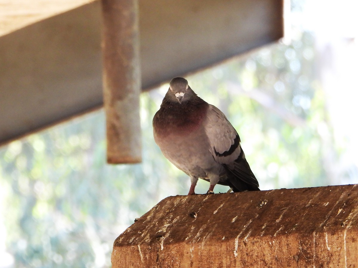 Rock Pigeon (Feral Pigeon) - ML615842692