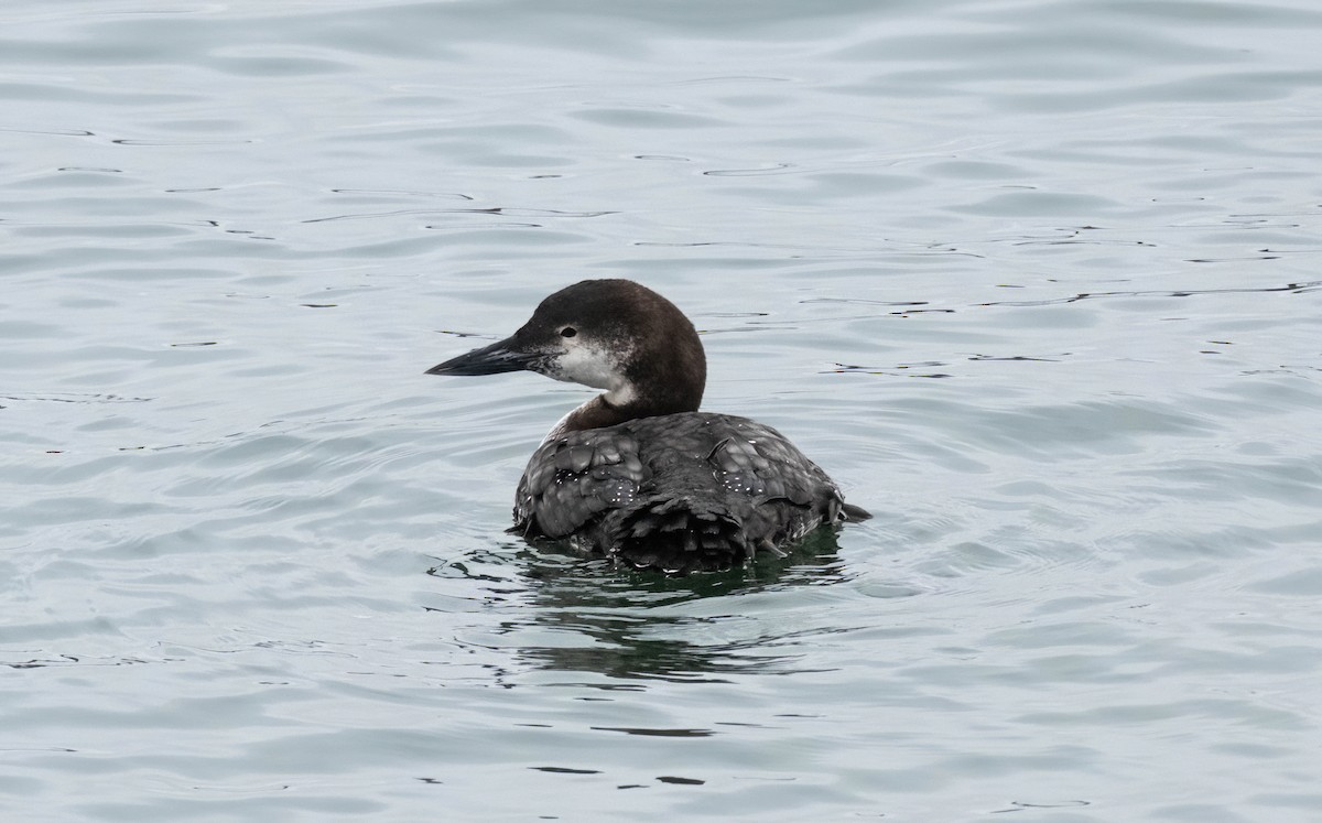 Plongeon huard - ML615842695