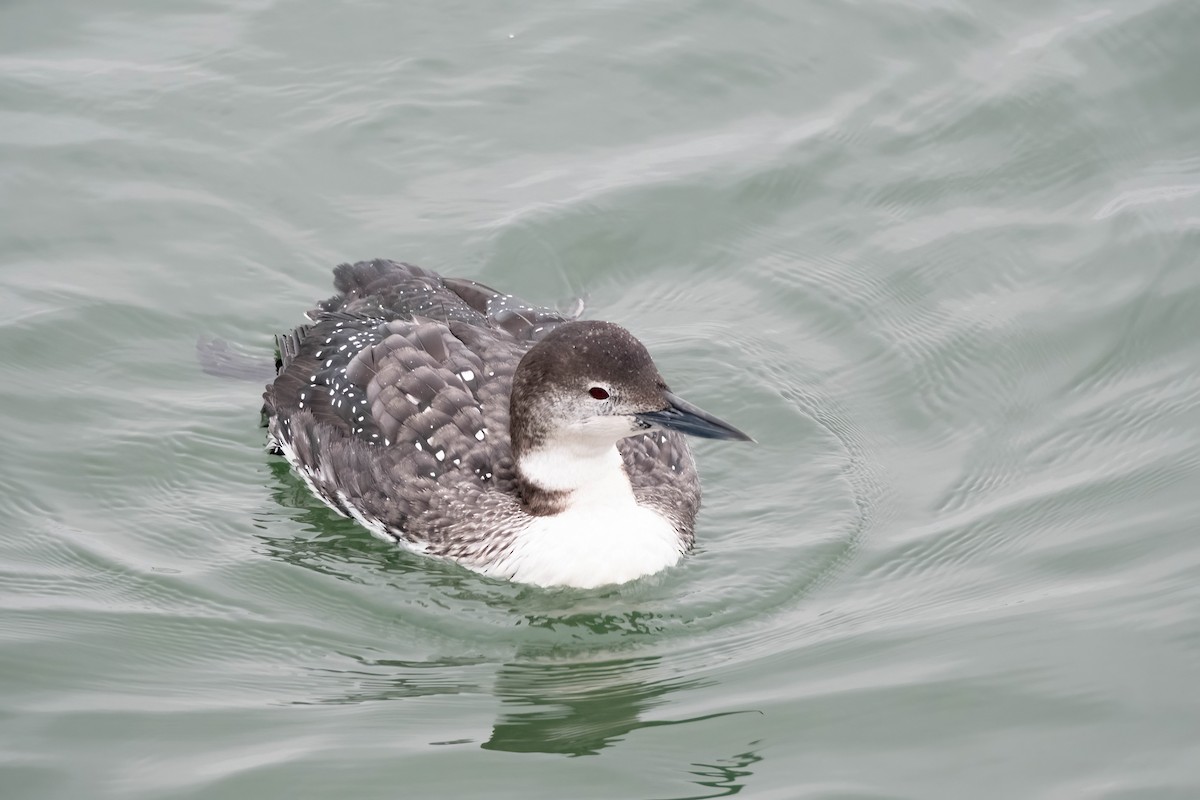 Common Loon - ML615842696