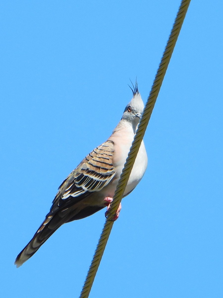 Crested Pigeon - ML615842719