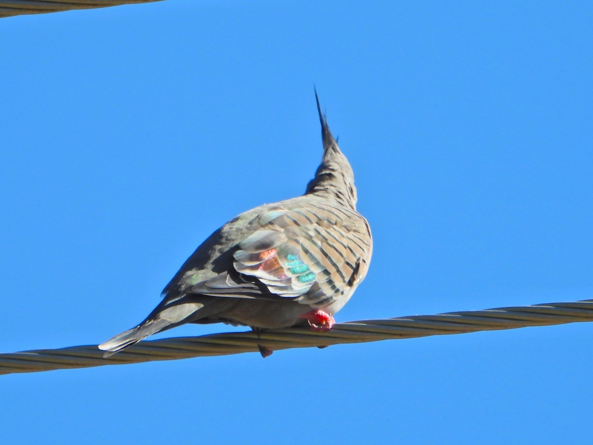 Crested Pigeon - ML615842720