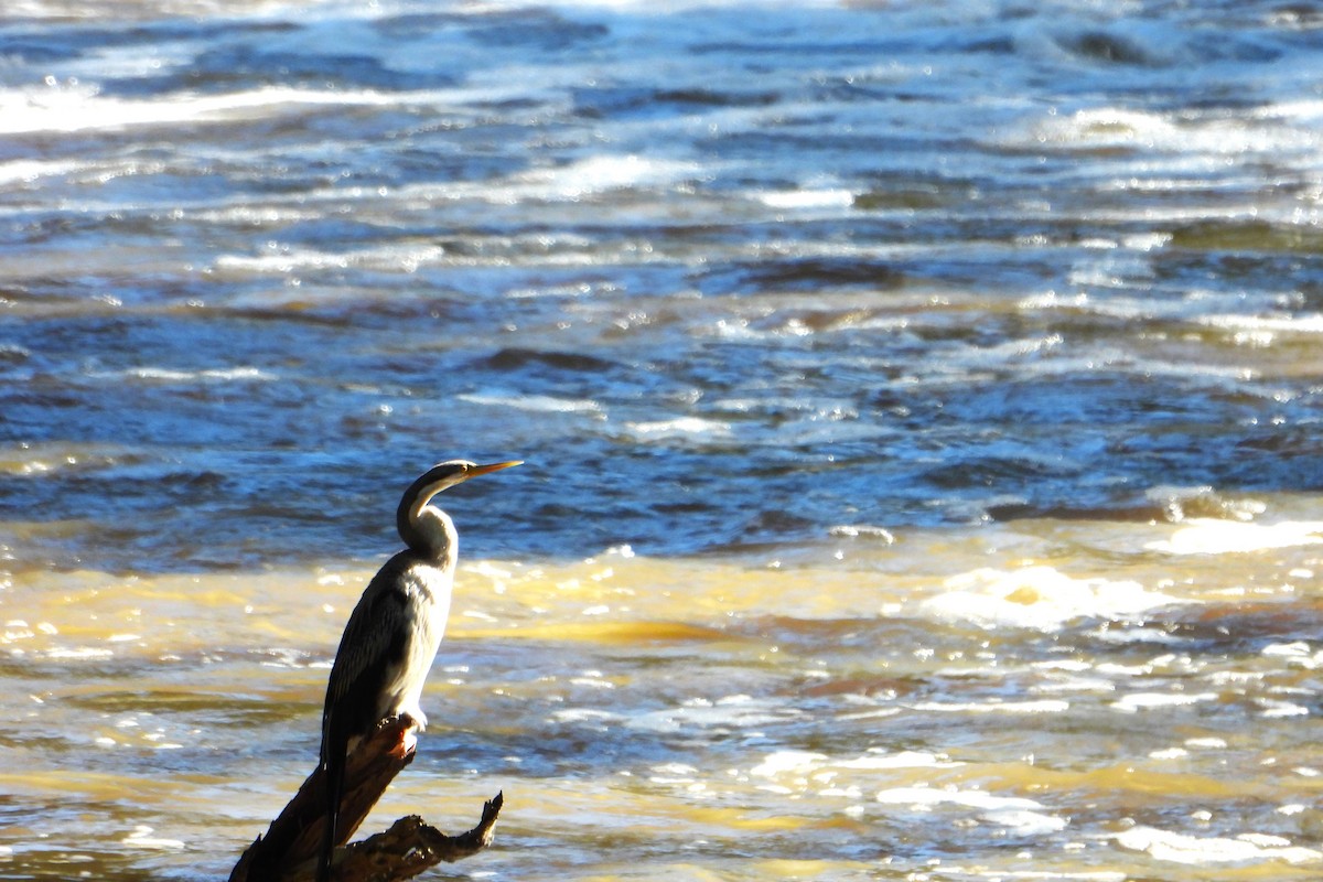 Australasian Darter - Leonie Beaulieu