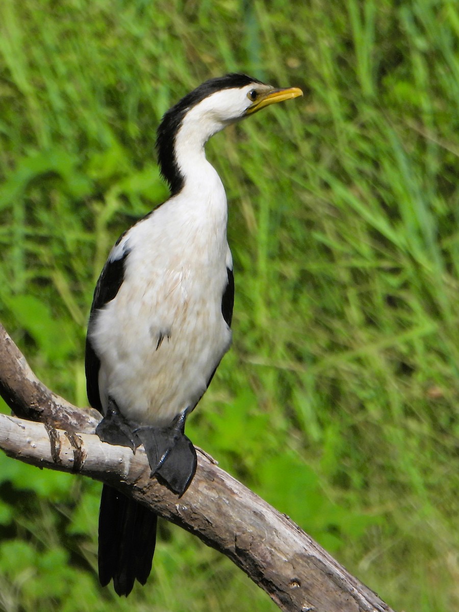 Little Pied Cormorant - ML615842729