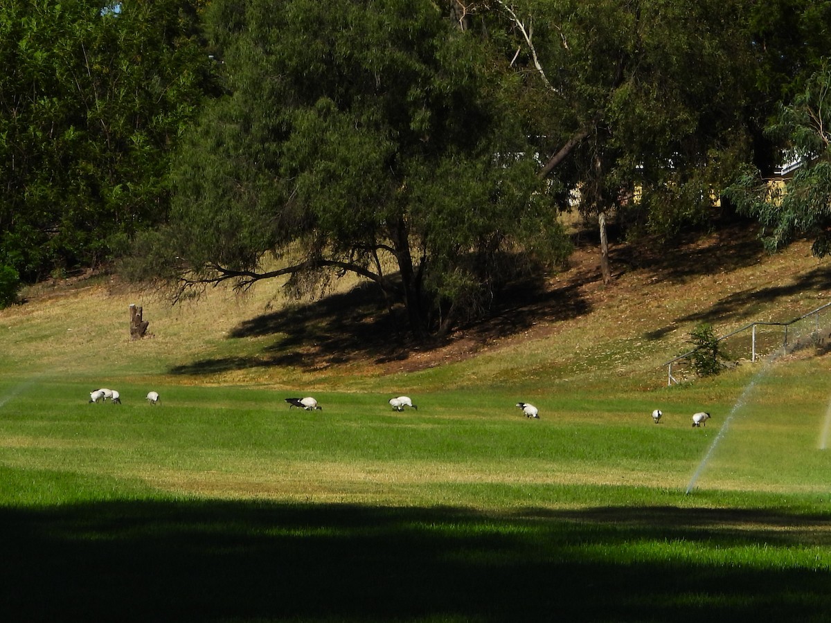 Australian Ibis - Leonie Beaulieu