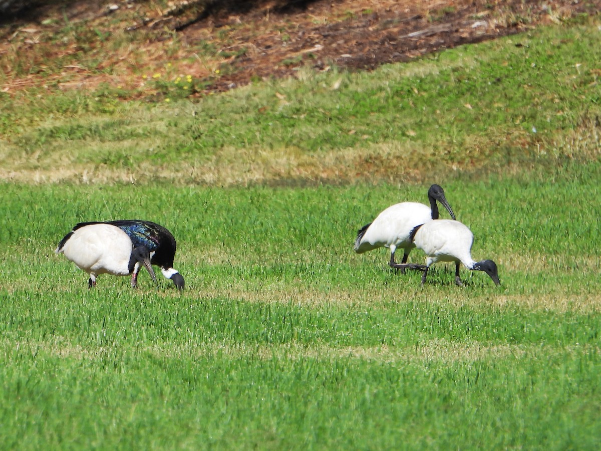 Australian Ibis - ML615842740