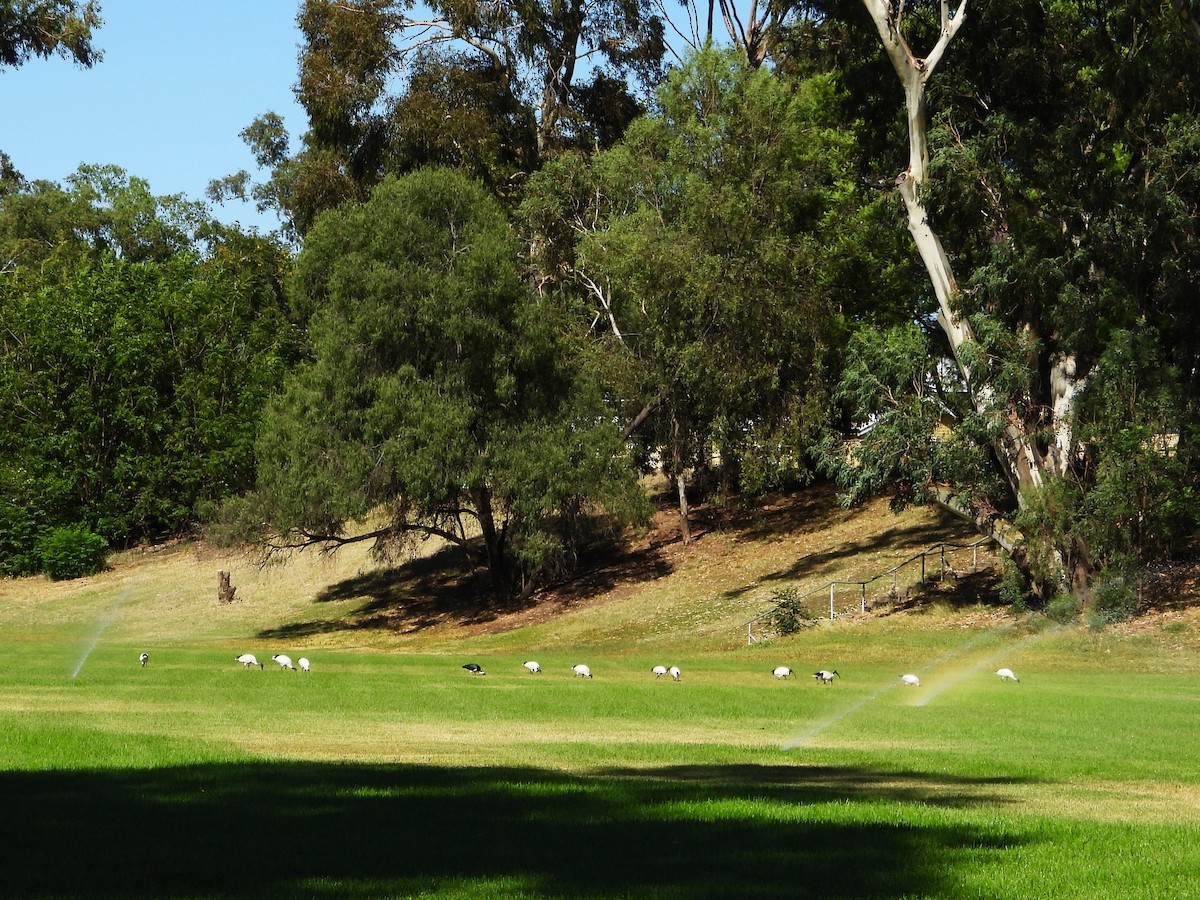 Australian Ibis - ML615842743