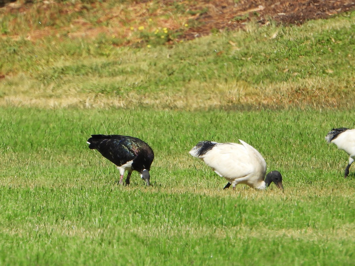 Straw-necked Ibis - ML615842753