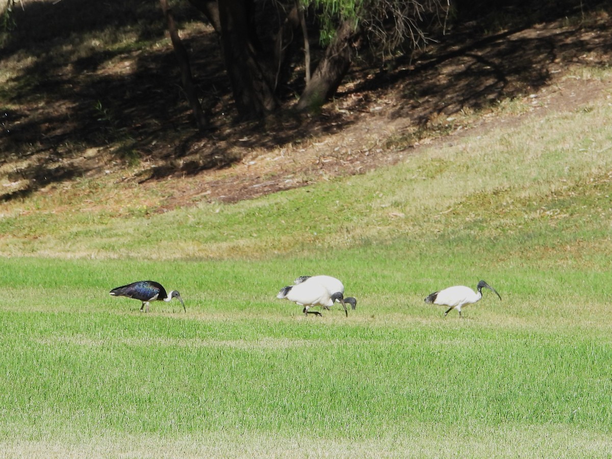 Straw-necked Ibis - ML615842754