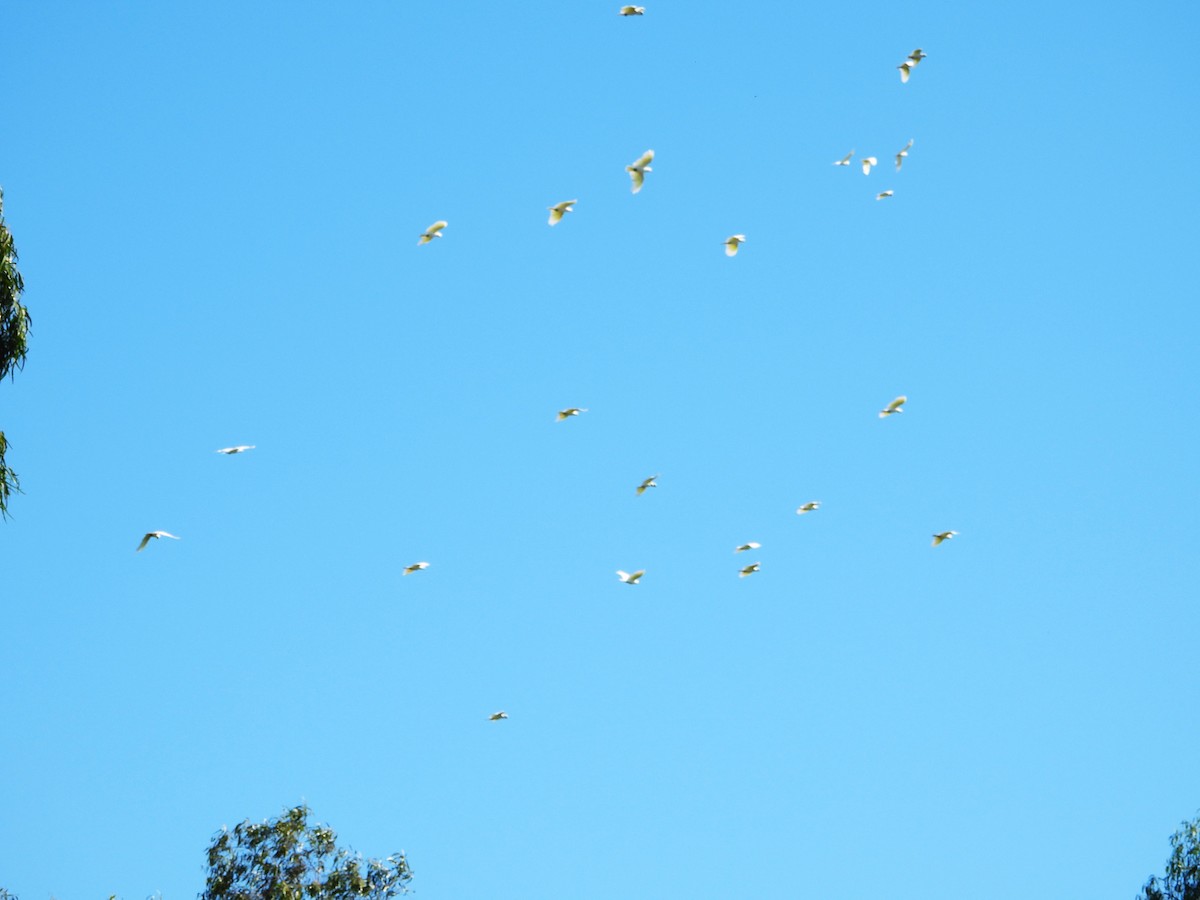 Sulphur-crested Cockatoo - ML615842774