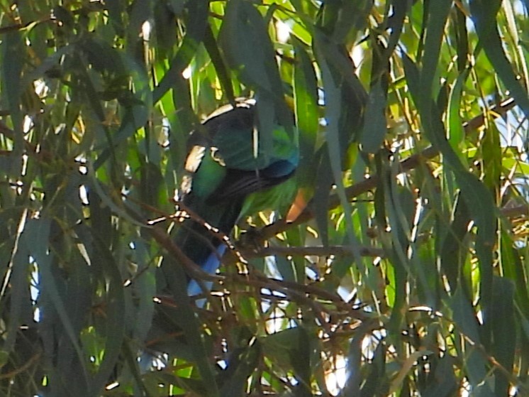 Australian Ringneck (Mallee) - ML615842778