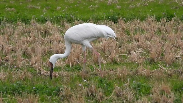 Siberian Crane - ML615842782