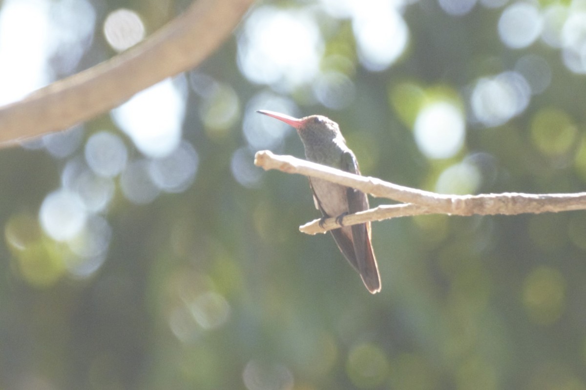 Rufous-tailed Hummingbird - Alessandra Kite