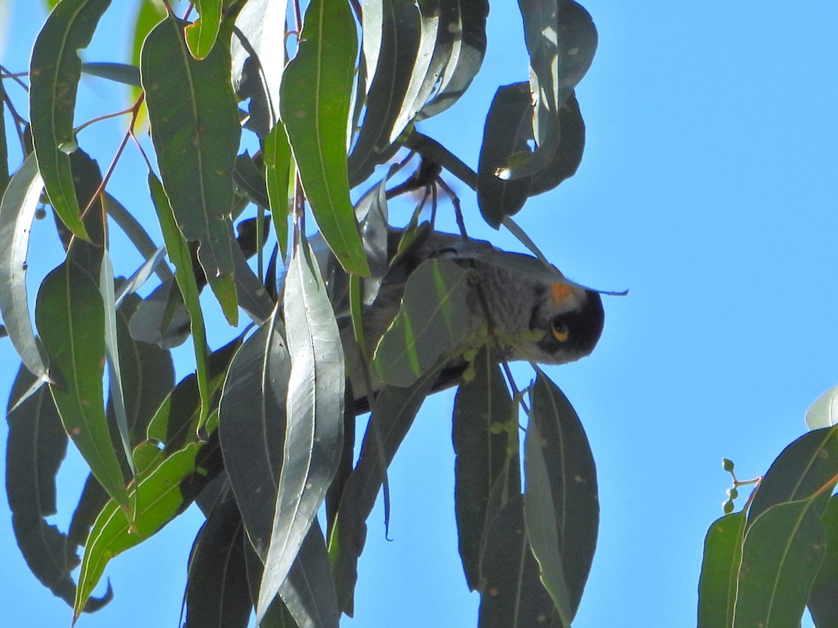 Noisy Miner - ML615842787