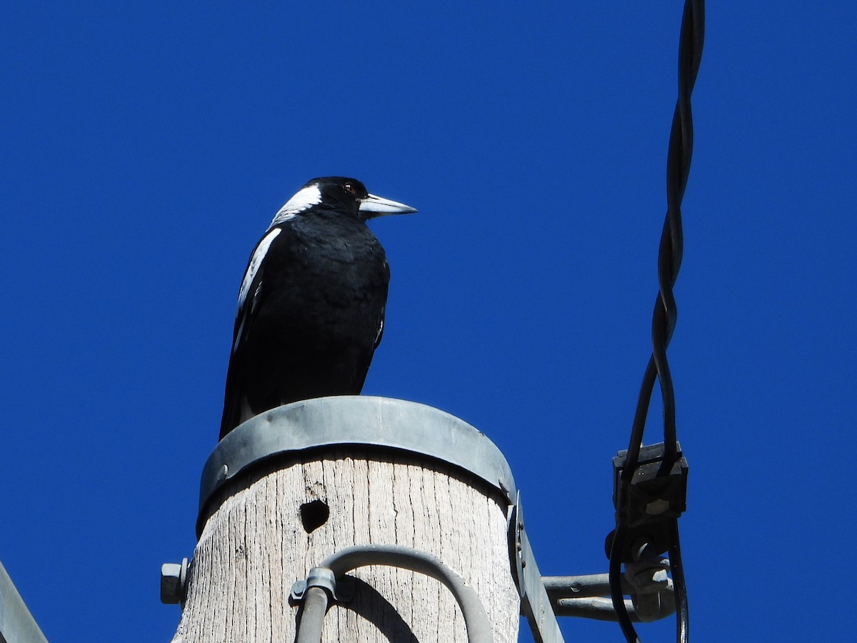 Australian Magpie (Black-backed) - ML615842797