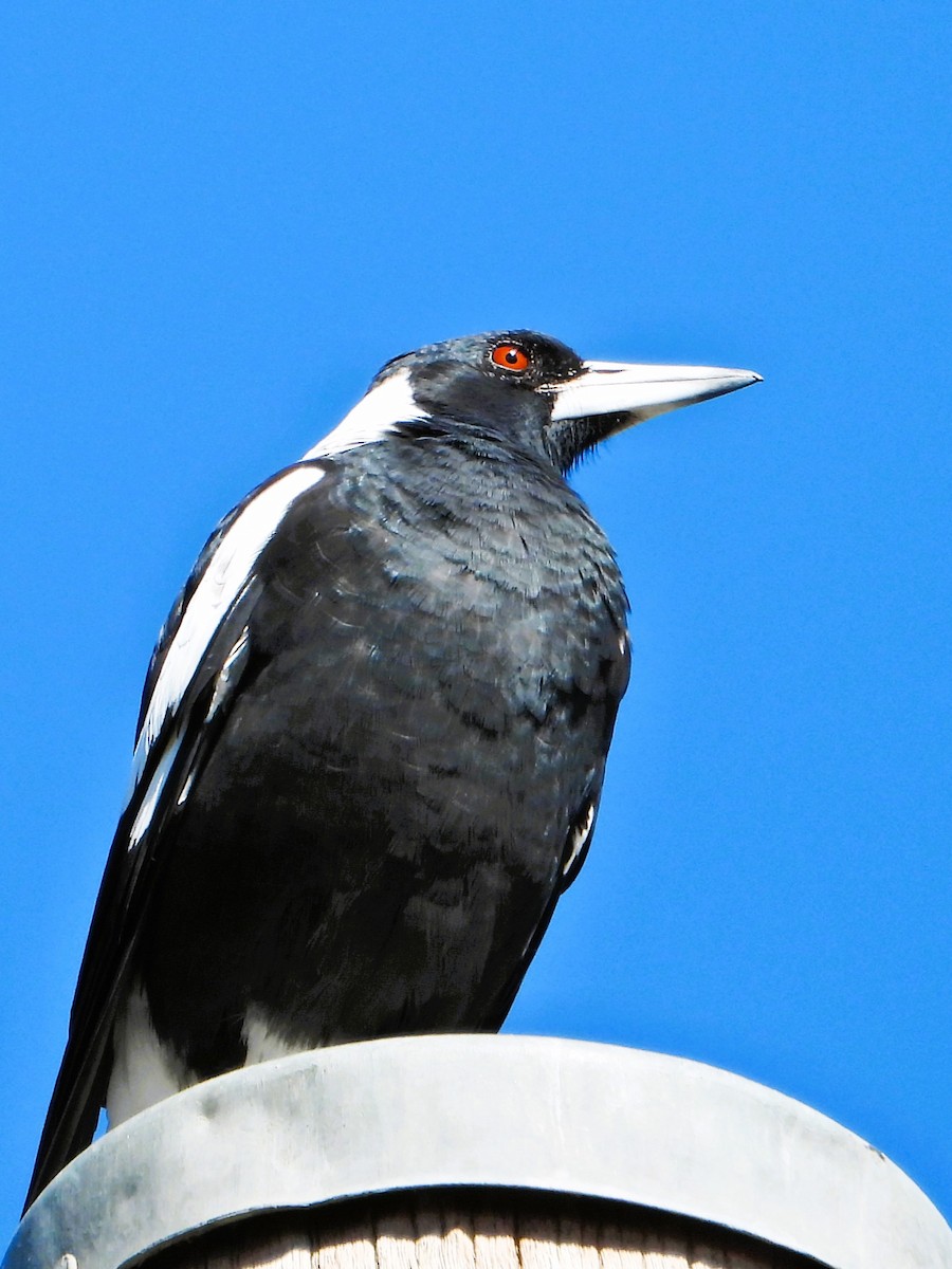 Australian Magpie (Black-backed) - ML615842798