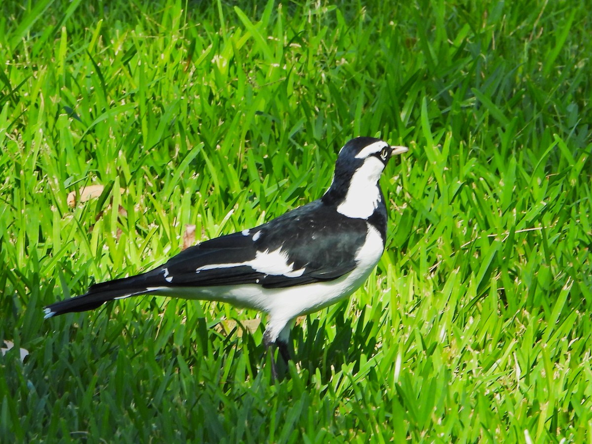 Magpie-lark - ML615842804