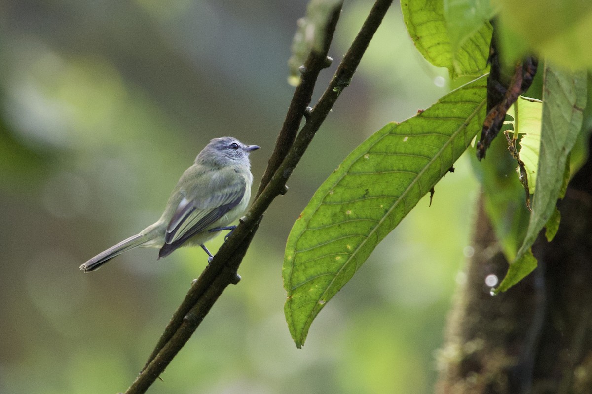 Greenish Elaenia (Greenish) - ML615842817