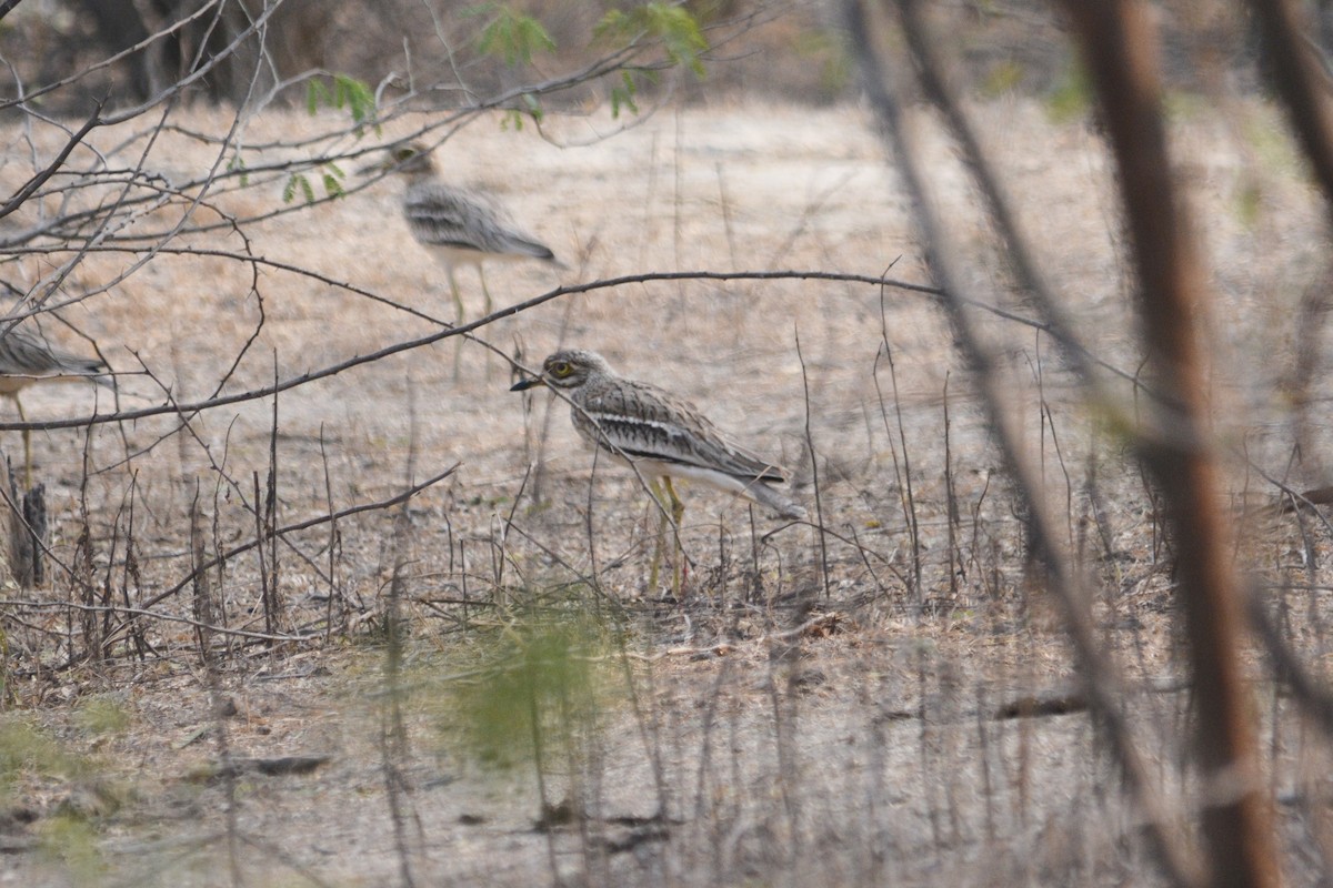 Indian Thick-knee - Dan Bormann