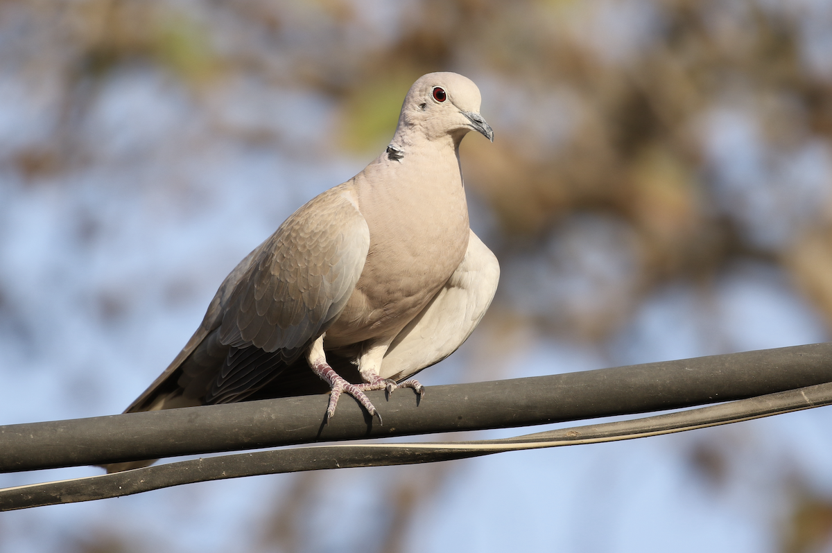 Eurasian Collared-Dove - Liam Singh