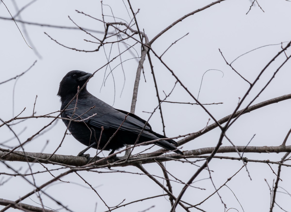 American Crow - ML615843039