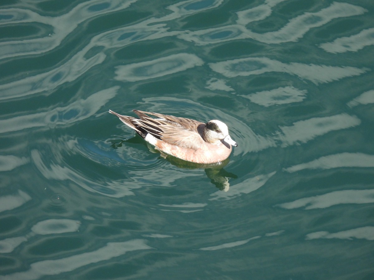 American Wigeon - ML615843066