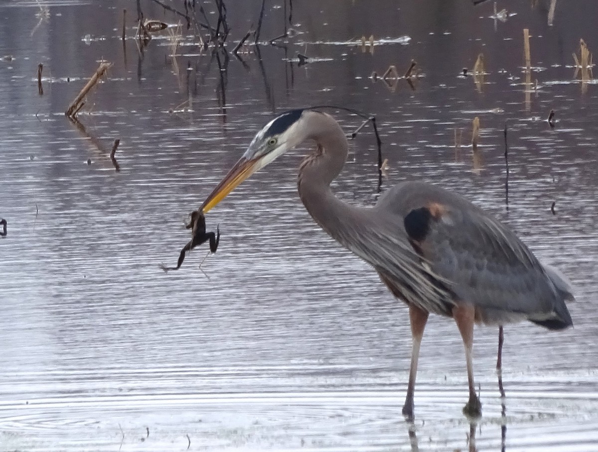 Great Blue Heron - ML615843101