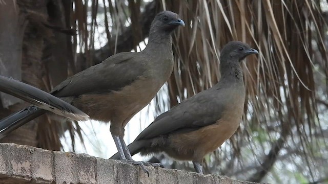 Chachalaca Norteña - ML615843153