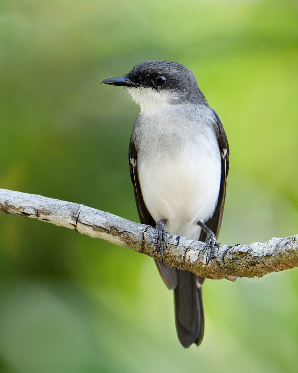 Mangrove Robin - Scott Williams