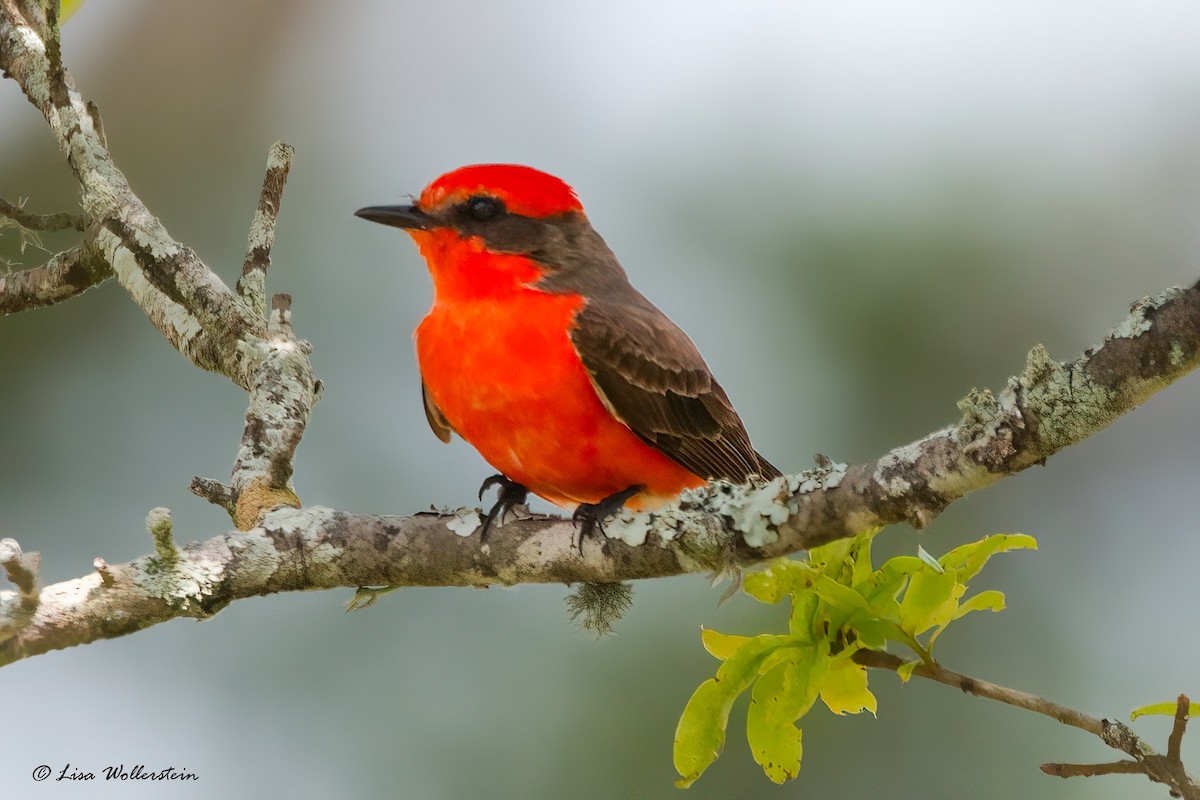 Vermilion Flycatcher - ML615843179