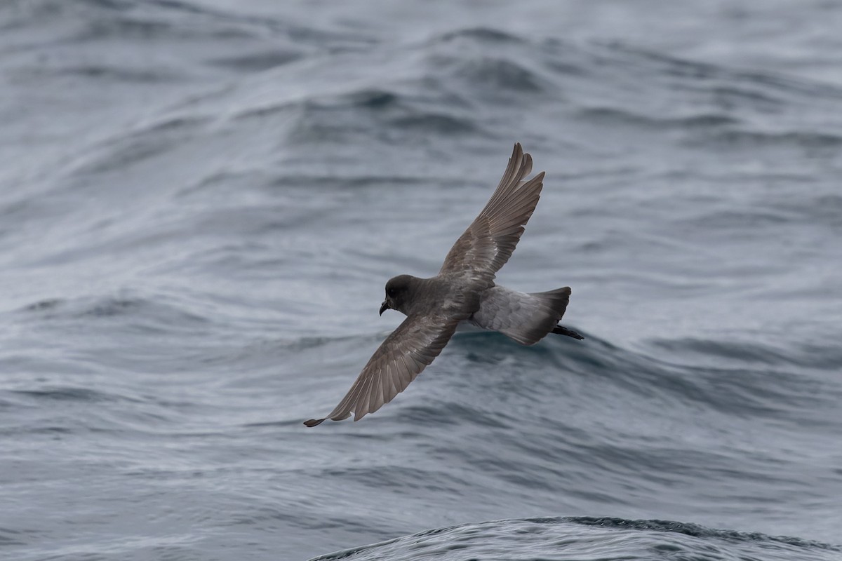 Gray-backed Storm-Petrel - ML615843231