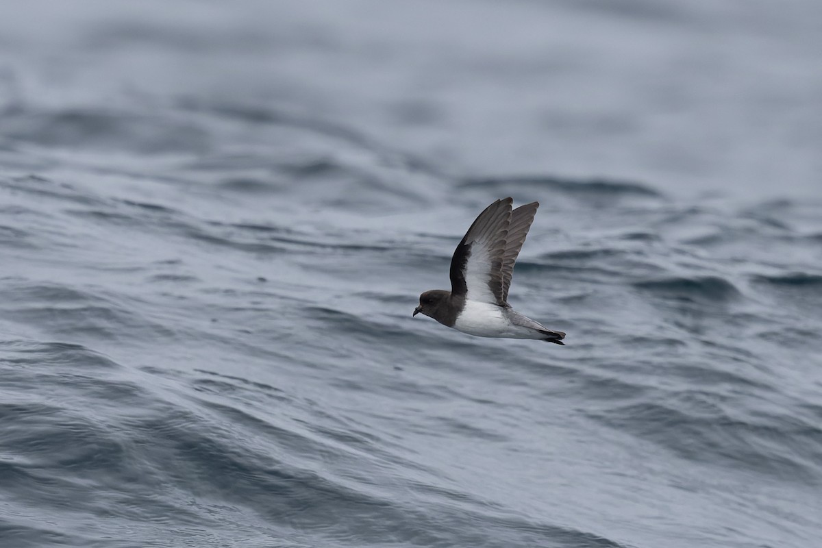 Gray-backed Storm-Petrel - ML615843233