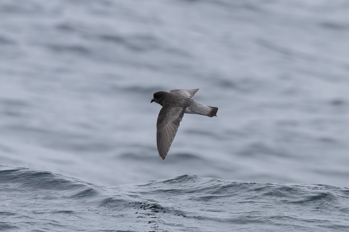 Gray-backed Storm-Petrel - ML615843234