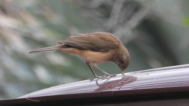 Clay-colored Thrush - ML615843294