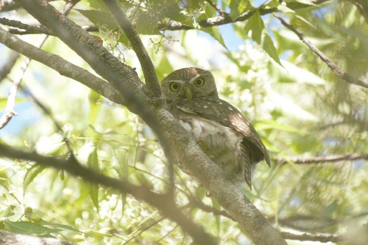 Ferruginous Pygmy-Owl - Alessandra Kite
