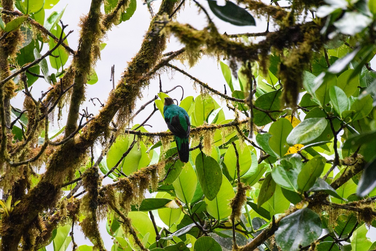 Golden-headed Quetzal - Yvonne Burch