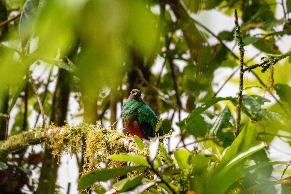 Golden-headed Quetzal - Yvonne Burch