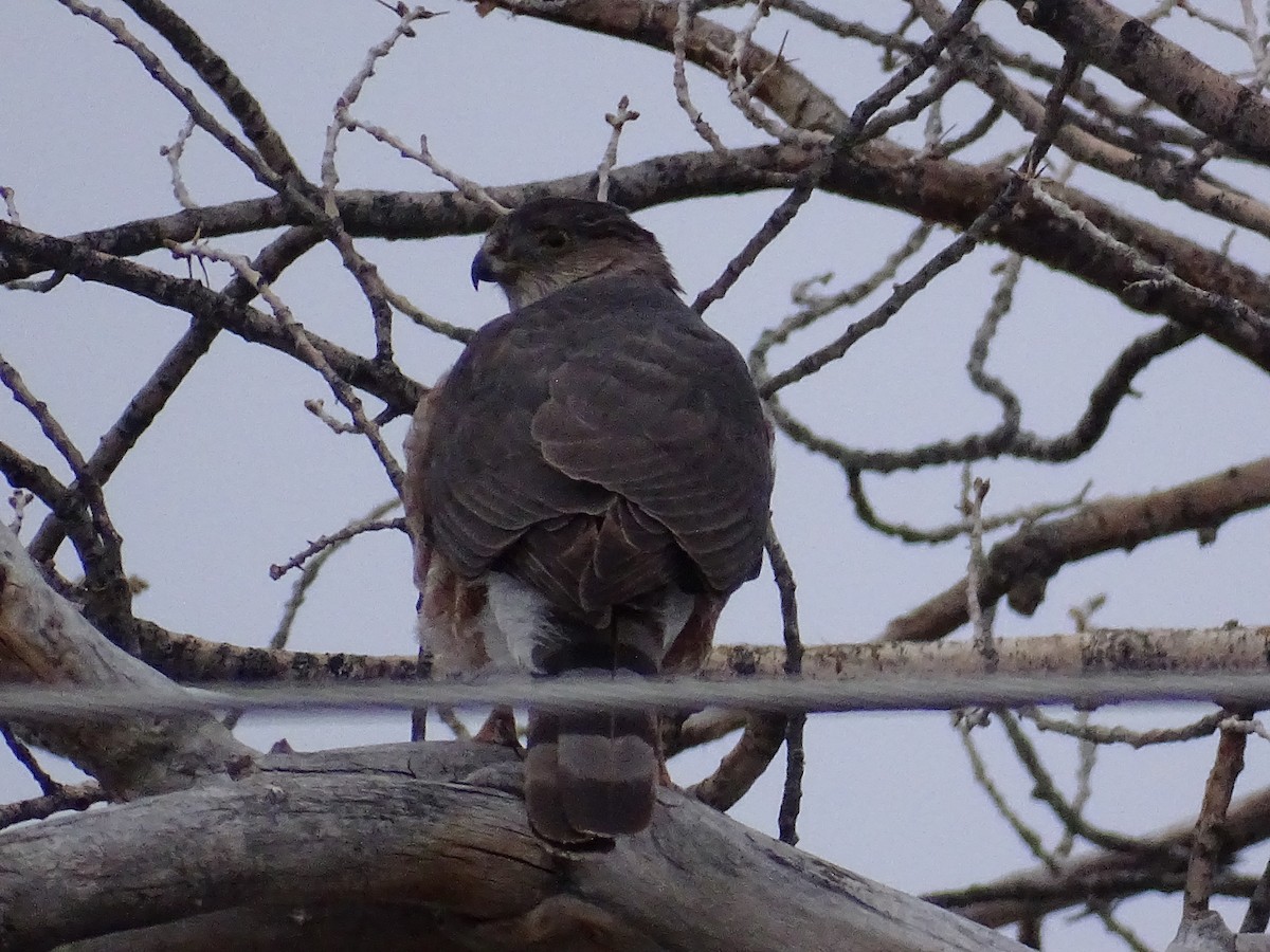 Cooper's Hawk - ML615843303