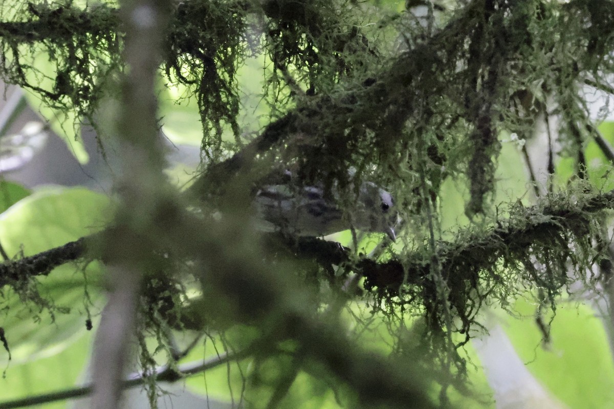 Black-and-white Warbler - Nolan P Walker