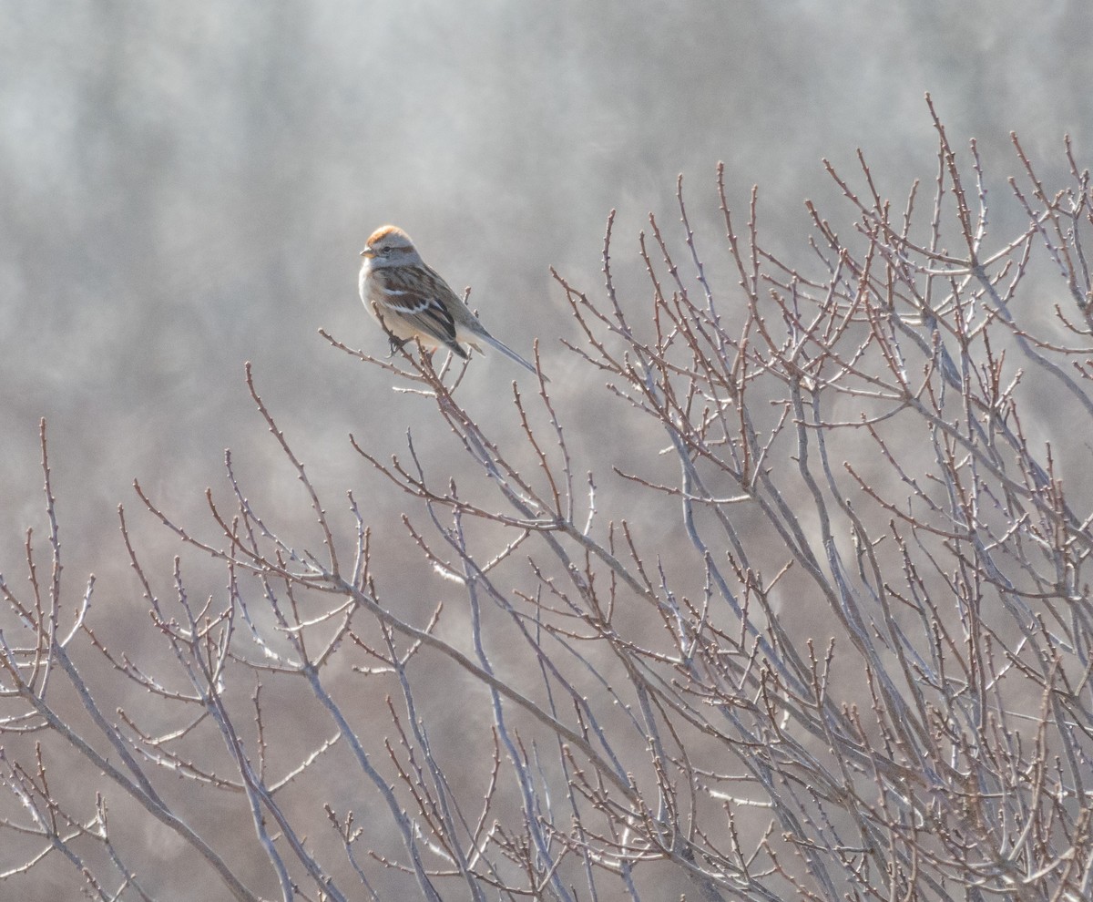 American Tree Sparrow - ML615843400