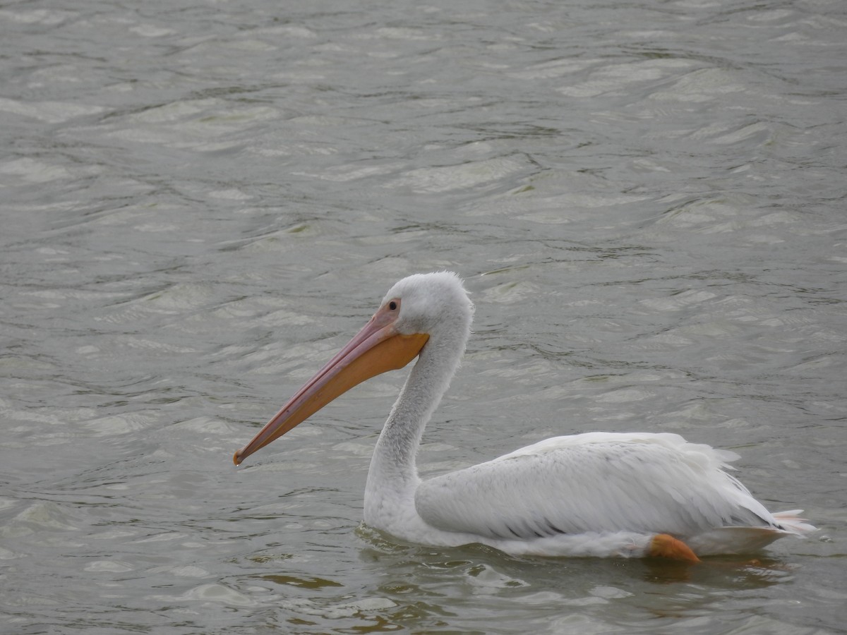 pelikán severoamerický - ML615843427