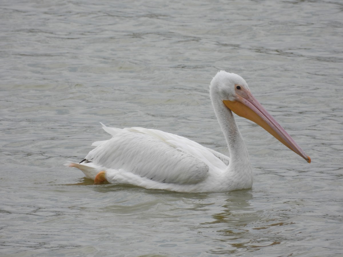 pelikán severoamerický - ML615843428