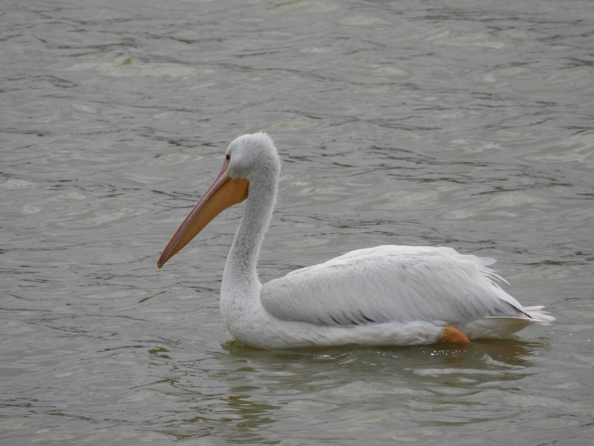 pelikán severoamerický - ML615843430