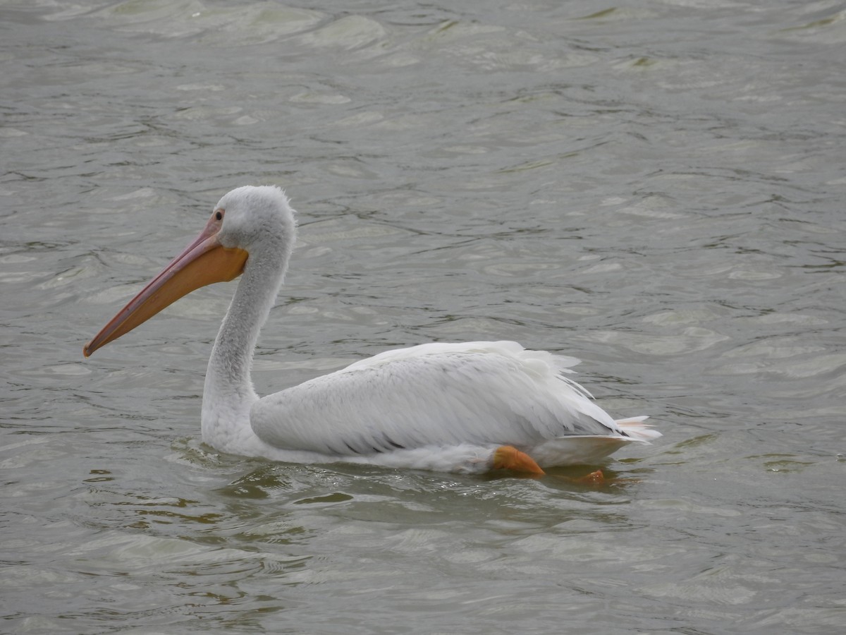 pelikán severoamerický - ML615843431