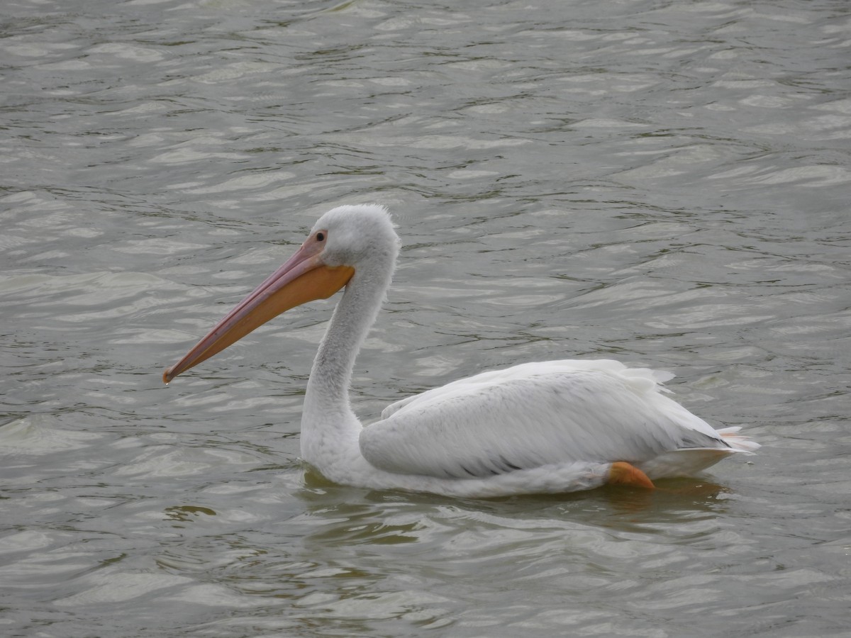 pelikán severoamerický - ML615843435